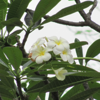 Plumeria sericifolia