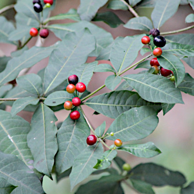 Rauvolfia tetraphylla