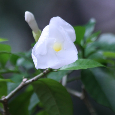 Stemmadenia galeottiana