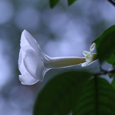 Stemmadenia galeottiana