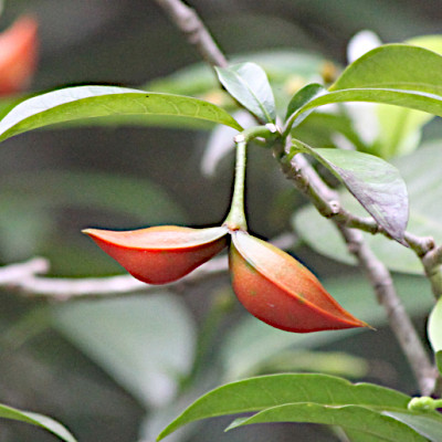 Tabernaemontana pandacaqui