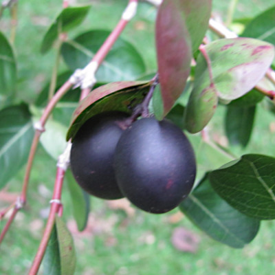 Tabernaemontana divaricata