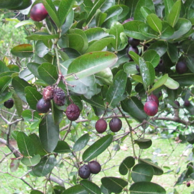 Tabernaemontana divaricata