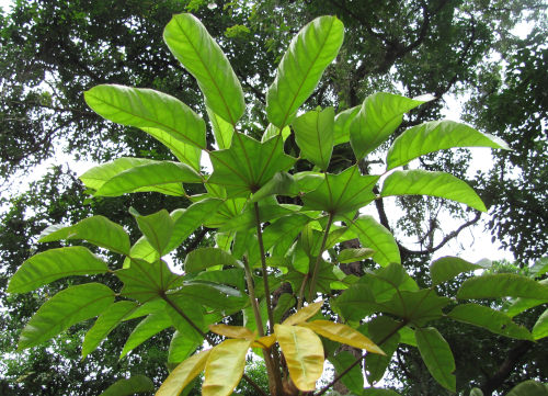 Travesia burckii