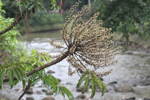 Heptapleurum actinophyllum