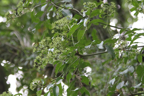 Heteropanax fragrans