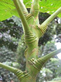 Araliaceae