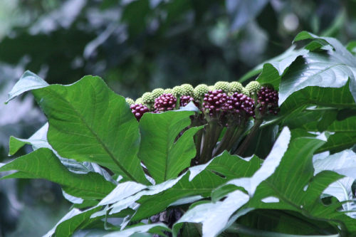 Osmoxylon