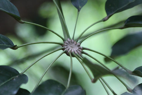 Schefflera sp.