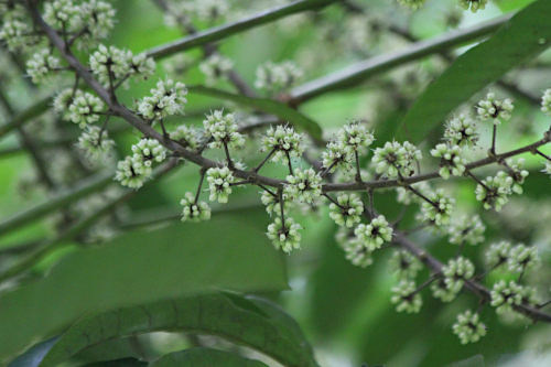 Schefflera sp.