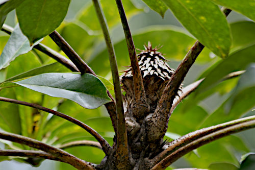 Schefflera sp.