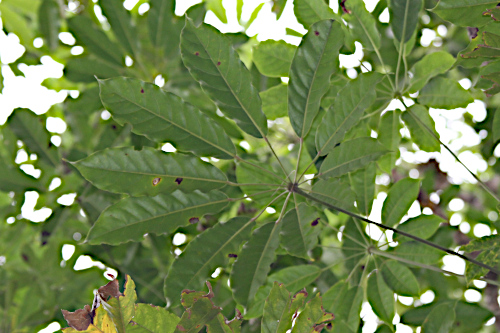 Schefflera lucida