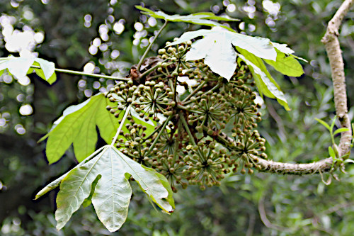 Travesia sp.