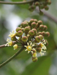 Travesia burckii