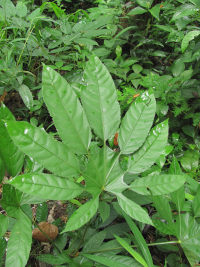 Travesia burckii