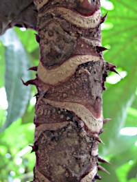 Travesia burckii