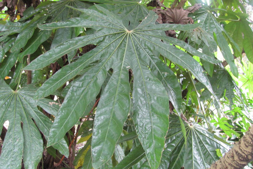 Travesia beccarii