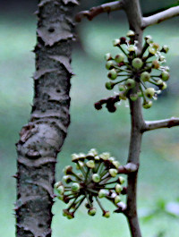 Travesia burckii