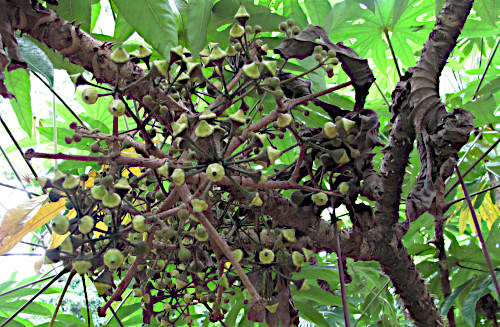 Travesia beccarii
