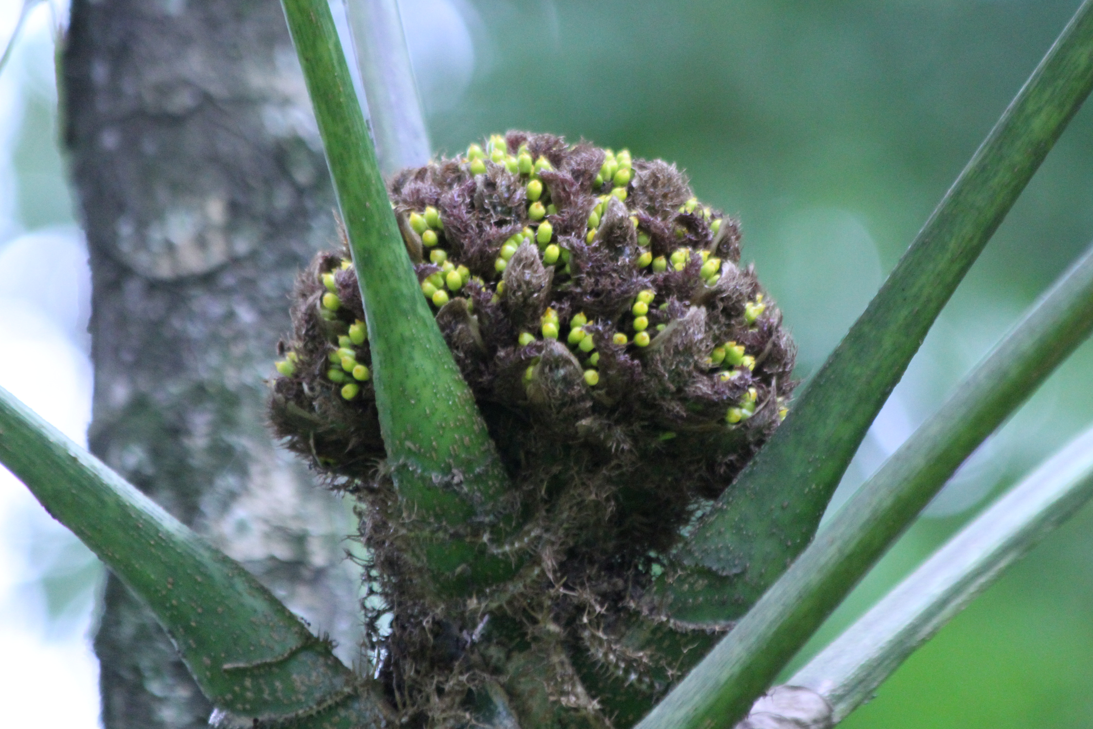 Osmoxylon