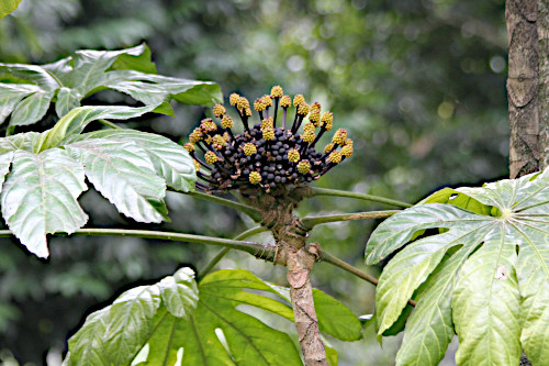 Osmoxylon
