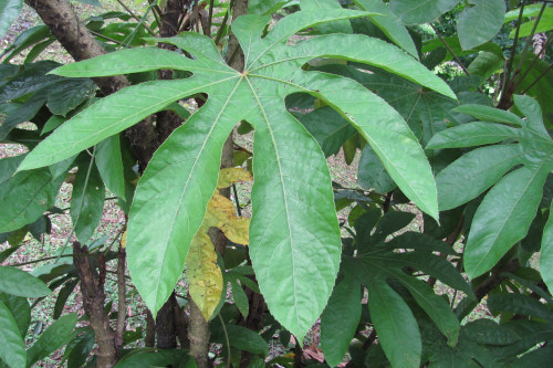 Trevesia sundaica