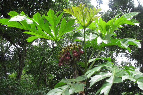 Osmoxylon