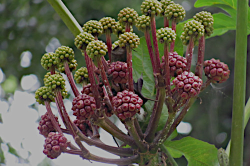 Osmoxylon