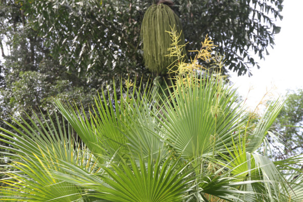 Acoelorraphe wrightii