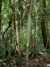Areca catechu