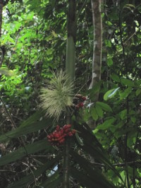 Areca