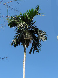 Areca catechu