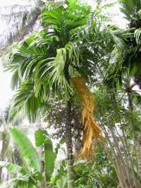 Areca catechu