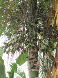 Areca catechu