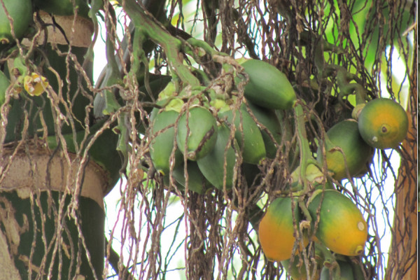 Areca