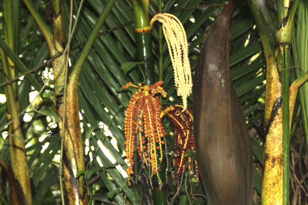 Pinanga