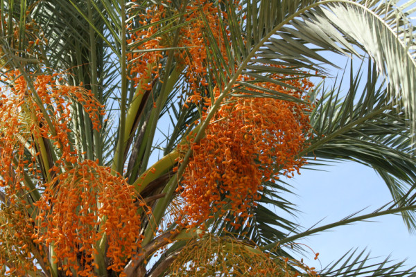 Phoenix dactylifera