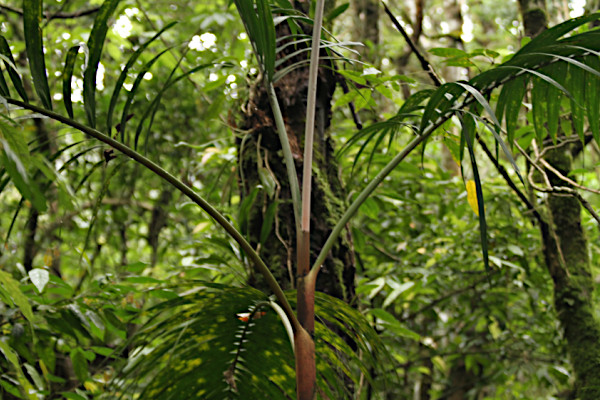 Pinanga