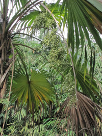 Saribus rotundifolius