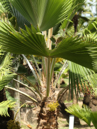 Arecaceae