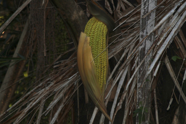 Attalea