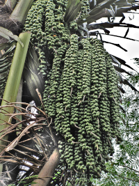 Arenga pinnata