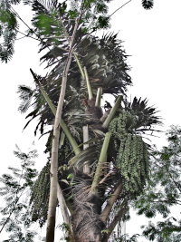Arenga pinnata