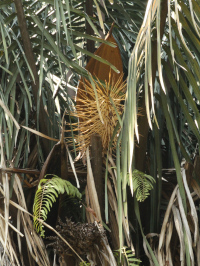 Attalea insignis
