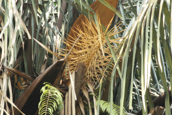 Attalea insignis