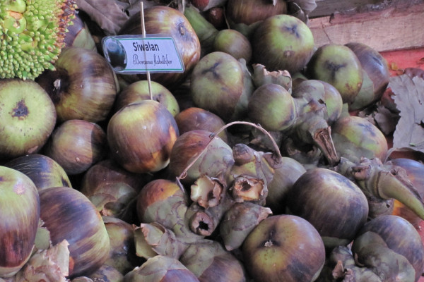 Borassus flabellifer