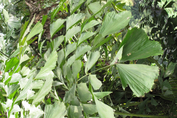 Caryota