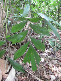 Caryota