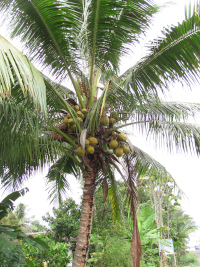 Cocos nucifera