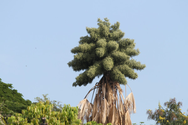 Corypha umbraculifera